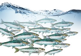 Nedostatek omega-3 se projeví na fyzickém i duševním zdraví